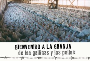 gallinas-pollos-granja-arriba