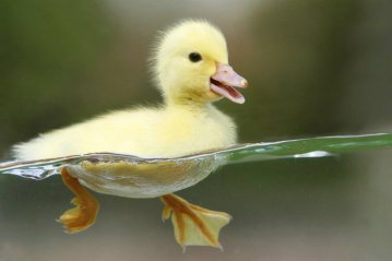 patos-mascotas